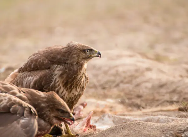 Mäusebussard — Stockfoto