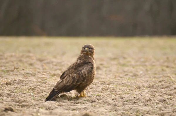 Buzzard — Stock Photo, Image