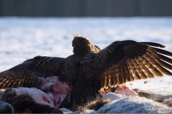 Buzzard. — Fotografia de Stock