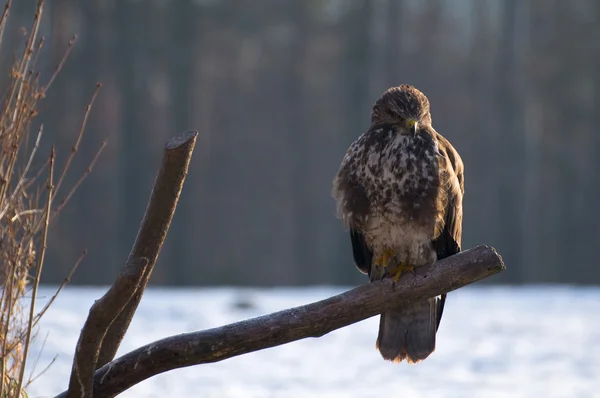 Buzzard — Stock Photo, Image