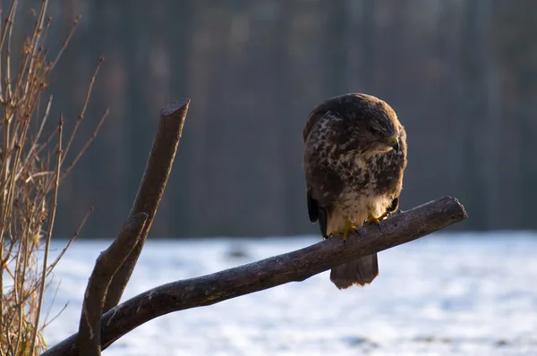 Buizerd — Stockfoto