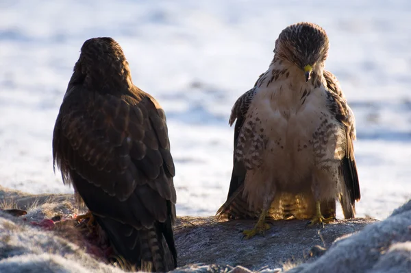 Buzzard. — Fotografia de Stock