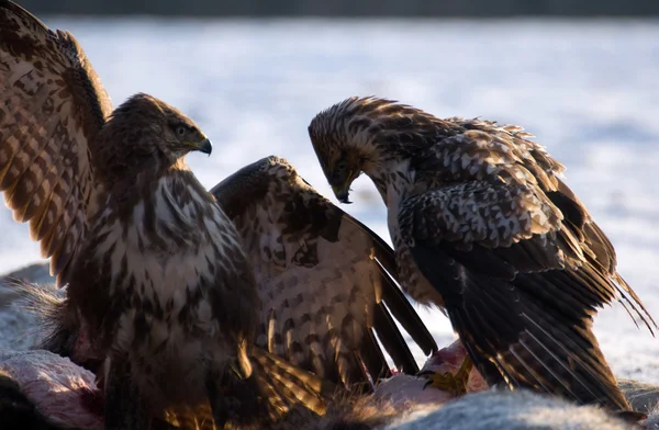 Mäusebussard — Stockfoto