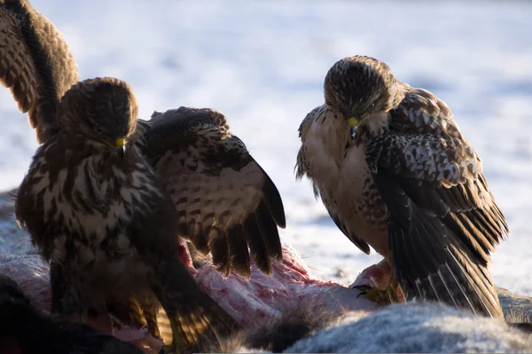 Buizerd — Stockfoto