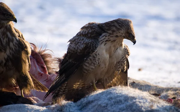 Mäusebussard — Stockfoto