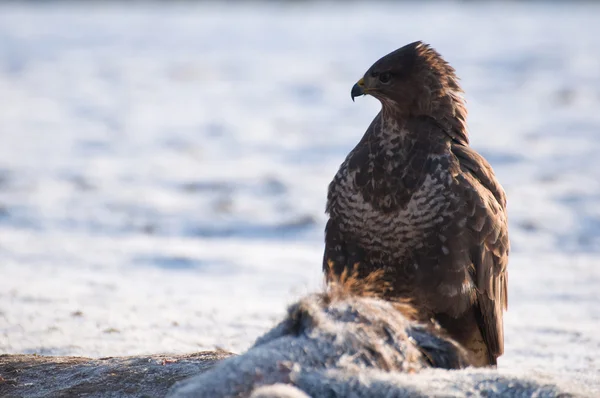 Mäusebussard — Stockfoto