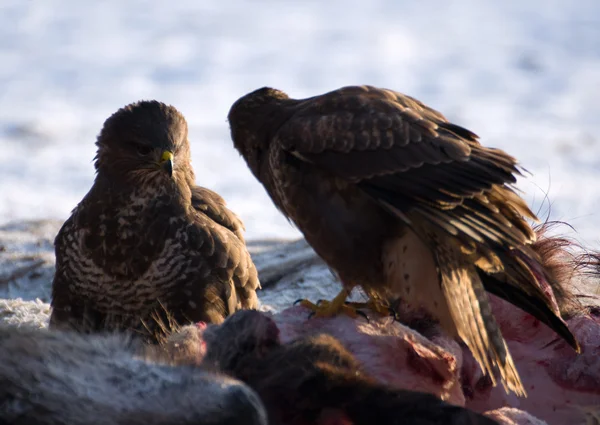 Mäusebussard — Stockfoto