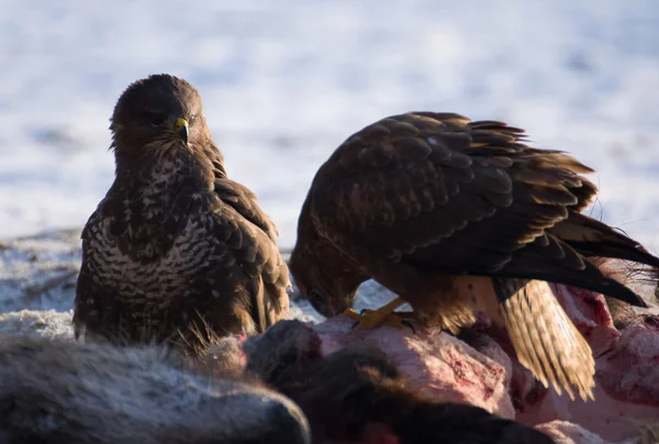 Mäusebussard — Stockfoto