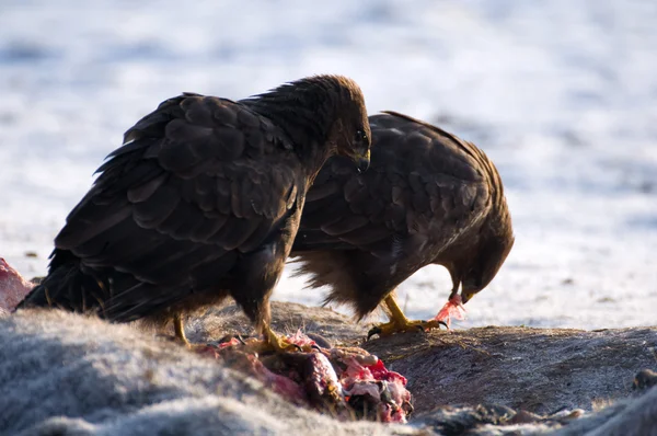 Buzzard. — Fotografia de Stock