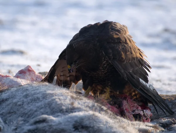 Buzzard. — Fotografia de Stock