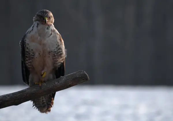 Buzzard. — Fotografia de Stock