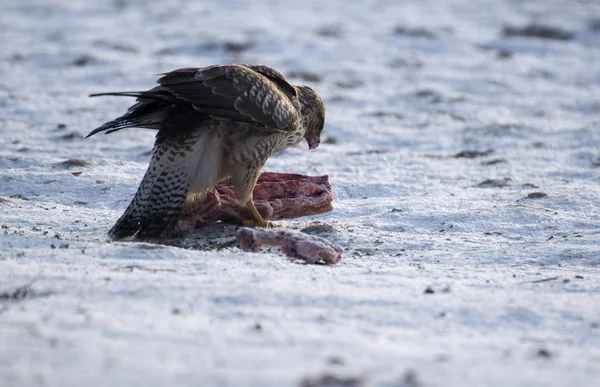 Buzzard — Stock Photo, Image