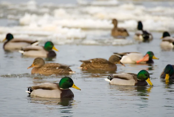 Mallard — Stock fotografie