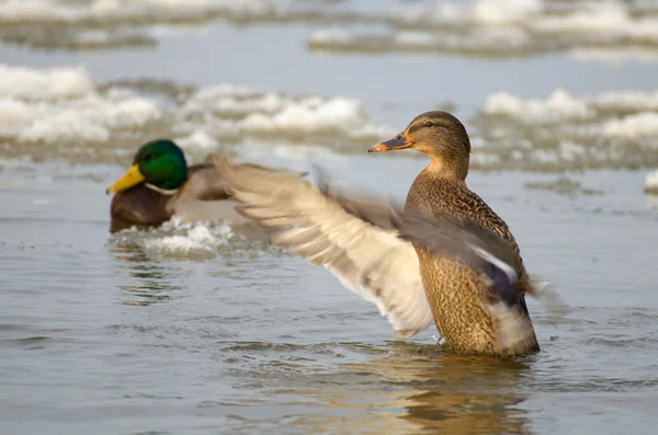 Canard colvert — Photo