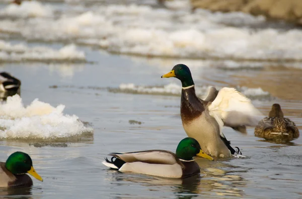 Mallard — Stock fotografie