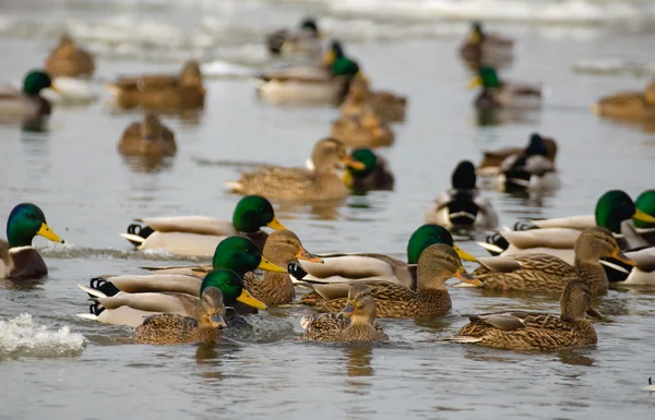 Mallard — Stock fotografie