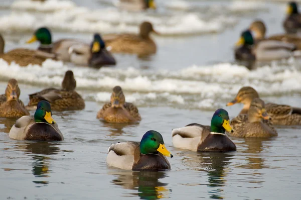 Mallard — Stock fotografie