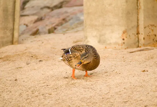 Mallard. —  Fotos de Stock