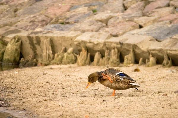 Mallard — Stock fotografie