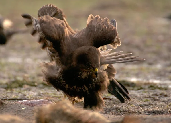 Buzzard — Stock Photo, Image