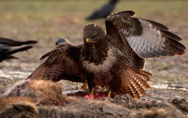 Mäusebussard — Stockfoto