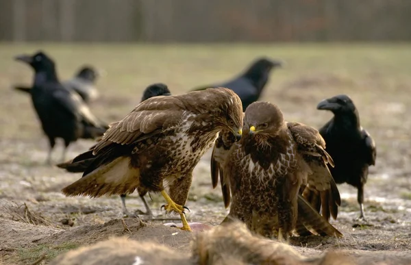 Mäusebussard — Stockfoto