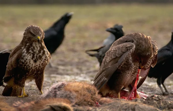 Mäusebussard — Stockfoto