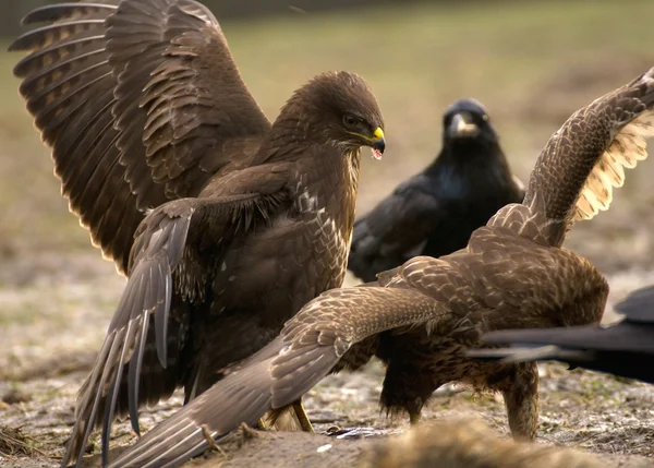 Mäusebussard — Stockfoto