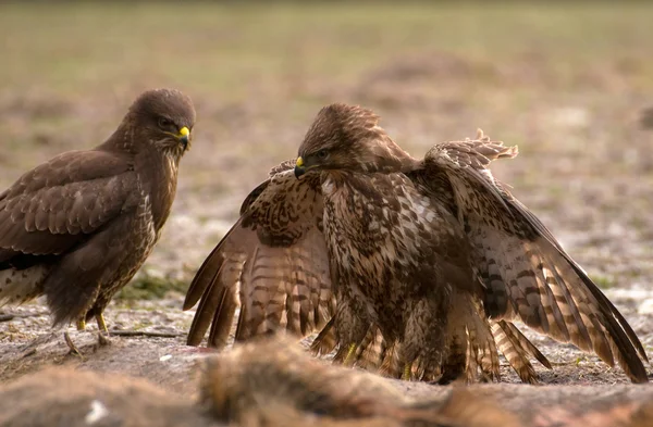 Ormvråk — Stockfoto