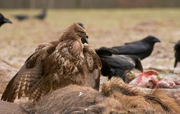 Ormvråk — Stockfoto