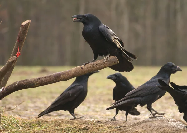 Raven vogel — Stockfoto