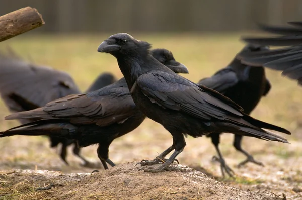 Kuş raven — Stok fotoğraf