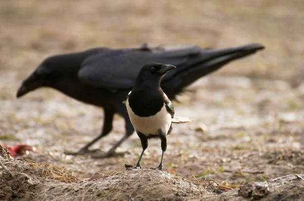 Magpie — Stock Photo, Image