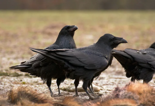 Pájaro cuervo — Foto de Stock