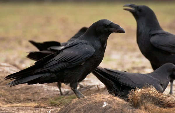 Raven bird — Stock Photo, Image