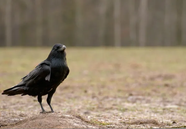 Raven black Royaltyfria Stockbilder