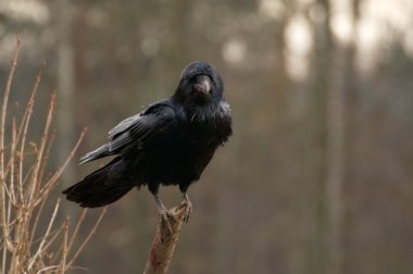 kuş raven