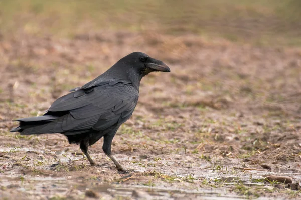 Raven vogel — Stockfoto