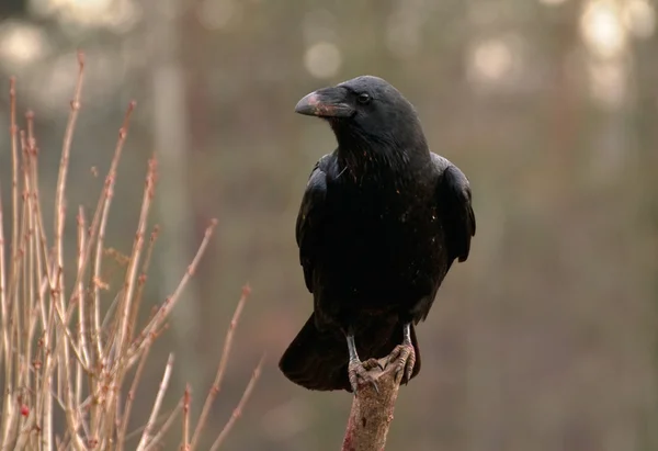 Pássaro-corvo — Fotografia de Stock