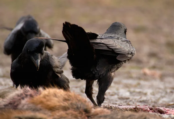 Kuş raven — Stok fotoğraf