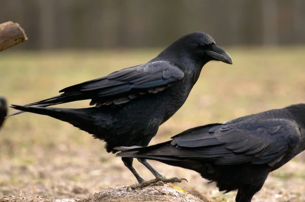 Raven bird — Stock Photo, Image