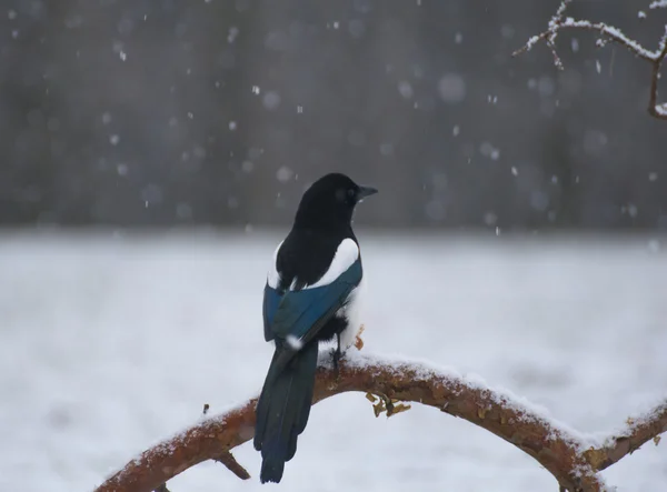 Magpie — Stock Photo, Image