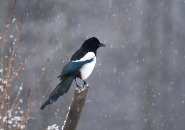 Magpie. — Fotografia de Stock