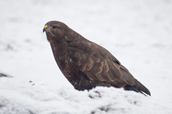 Mäusebussard — Stockfoto