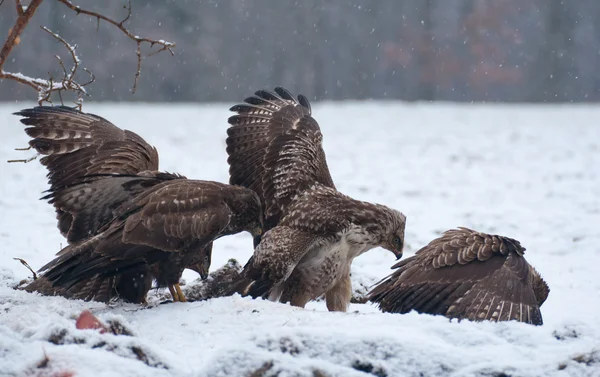 Buzzard. — Fotografia de Stock