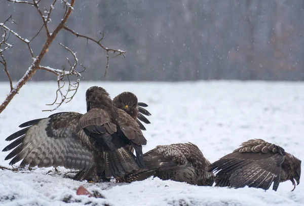 Buzzard. — Fotografia de Stock