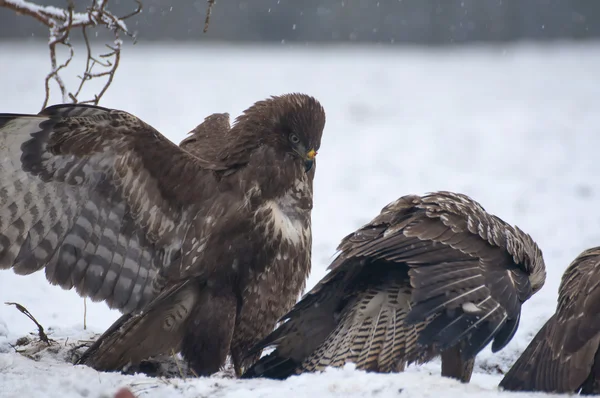 Mäusebussard — Stockfoto