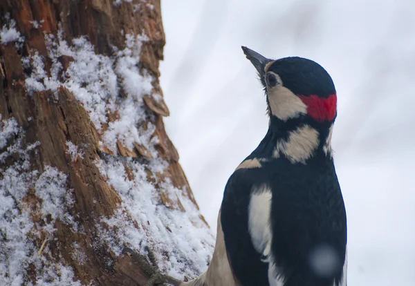 Woodpecker — Stock Photo, Image
