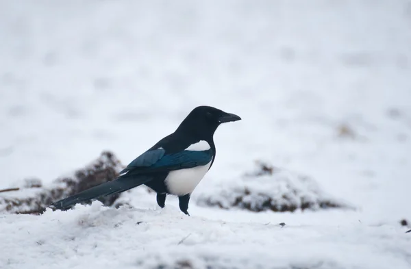 Magpie. — Fotografia de Stock