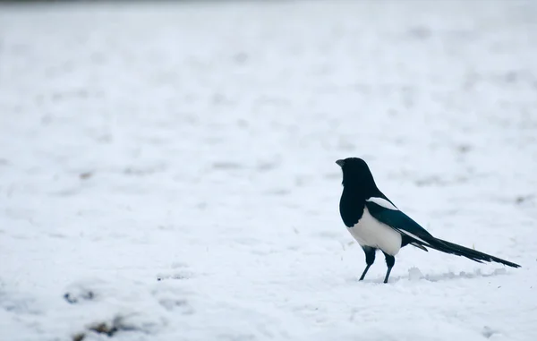 Magpie — Stock Photo, Image